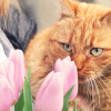 toxic plants that can harm your cat