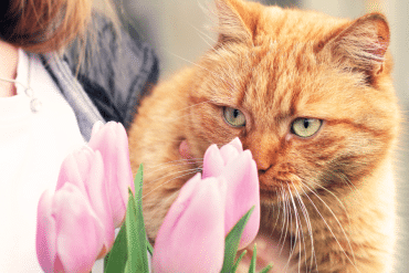 toxic plants that can harm your cat