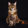 facts about cat fur