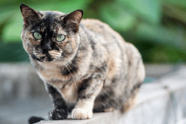 how long do cats live for