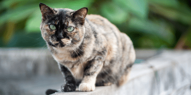 how long do cats live for