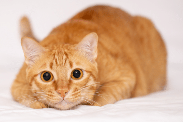 why are ginger tabbies so friendly?