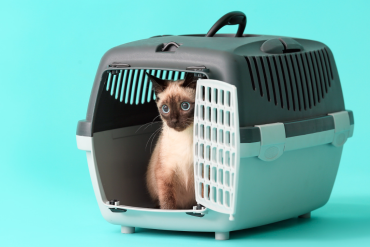 help your cat love their carrier