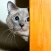 what sounds do cats hate most?