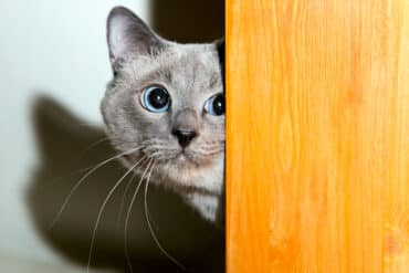 what sounds do cats hate most?