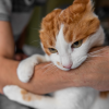 why does my cat suddenly attack me?