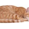 cat sleeping positions