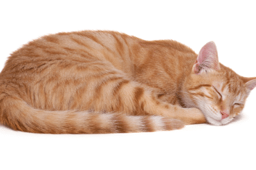cat sleeping positions
