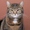 do cats hold grudges