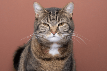 do cats hold grudges