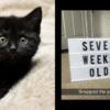 kitten memes