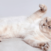 why doesn't my cat like belly rubs