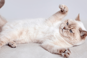 why doesn't my cat like belly rubs