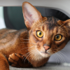 oldest cat breeds