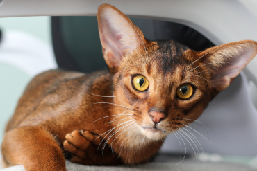 oldest cat breeds