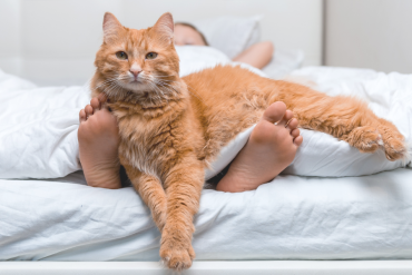 why does my cat wait for me to go to bed?