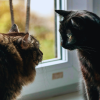 how do cats communicate with each other