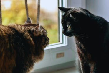 how do cats communicate with each other