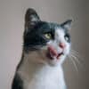 do cats remember previous families?