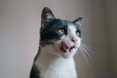 do cats remember previous families?