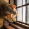 are cats loners?