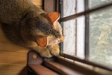 are cats loners?
