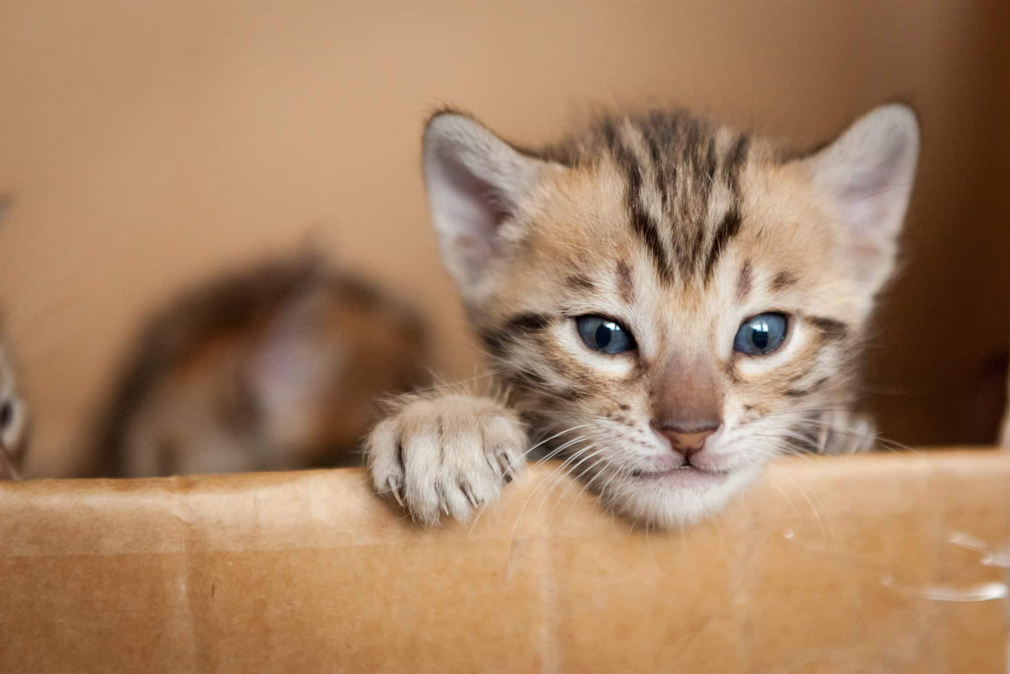 Little Bengal kitten peering out from kittening box