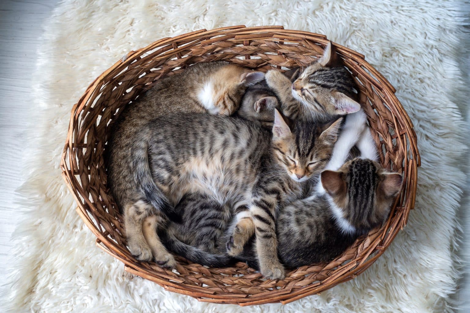 Common Houseplants That Are Dangerous For Cats Common houseplants that are dangerous for cats