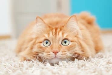 do cats remember previous families?
