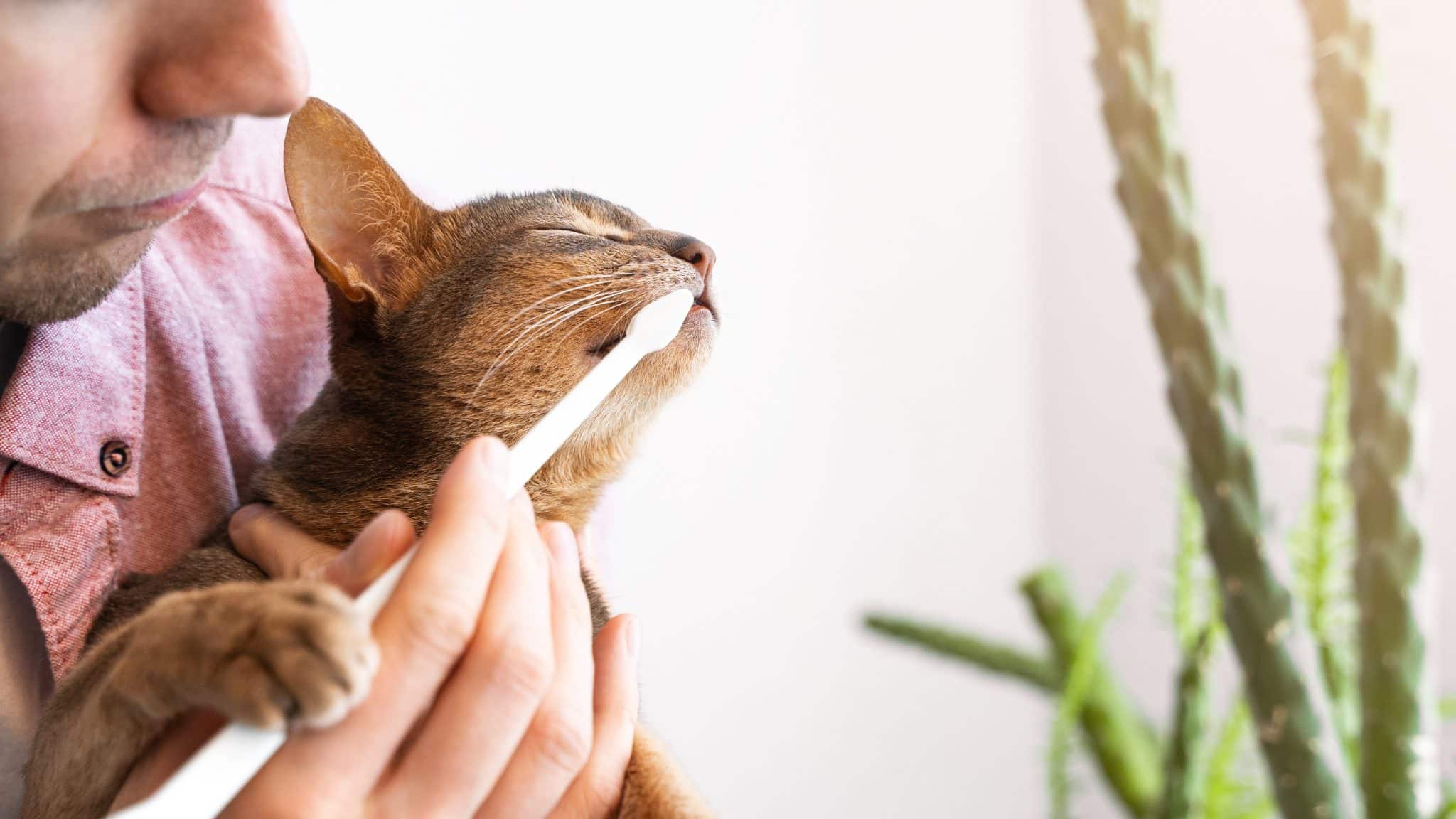 Curated visual reference: Preventative Measures Keep Your Cat Healthy And Happy Photo Inspiration