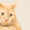 how to apologize to your cat