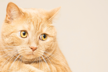 how to apologize to your cat