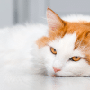 signs your cat is stressed
