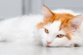 signs your cat is stressed