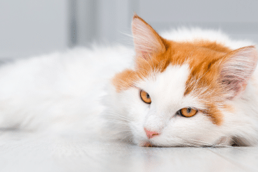 signs your cat is stressed