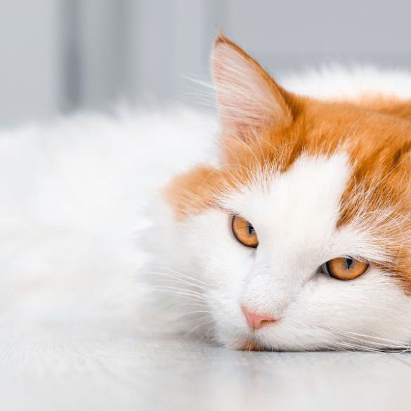 signs your cat is stressed
