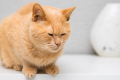 do cats grieve?