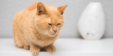 do cats grieve?