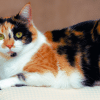 ways you might be disrespecting your cat
