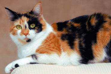 ways you might be disrespecting your cat