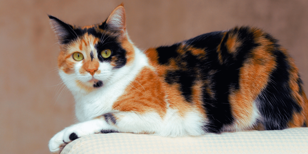 Ways You Might Be Disrespecting Your Cat