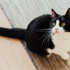 do cat understand what humans are saying