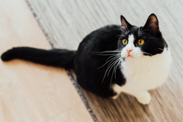 do cat understand what humans are saying