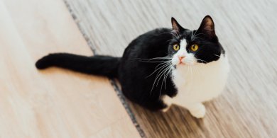 do cat understand what humans are saying