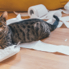 do cats understand when you tell them no