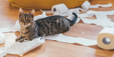 do cats understand when you tell them no