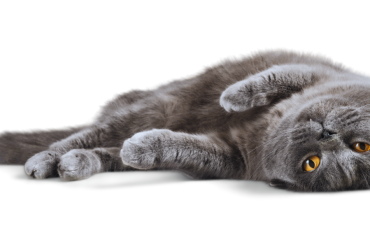 facts about gray cats