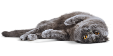 facts about gray cats