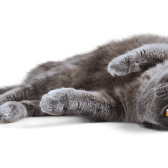 facts about gray cats