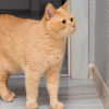 signs your cat has separation anxiety
